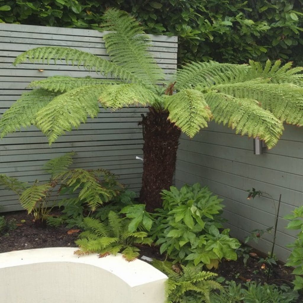 tree fern for tropical themed garden