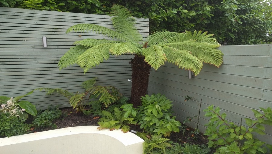 tree fern for tropical themed garden