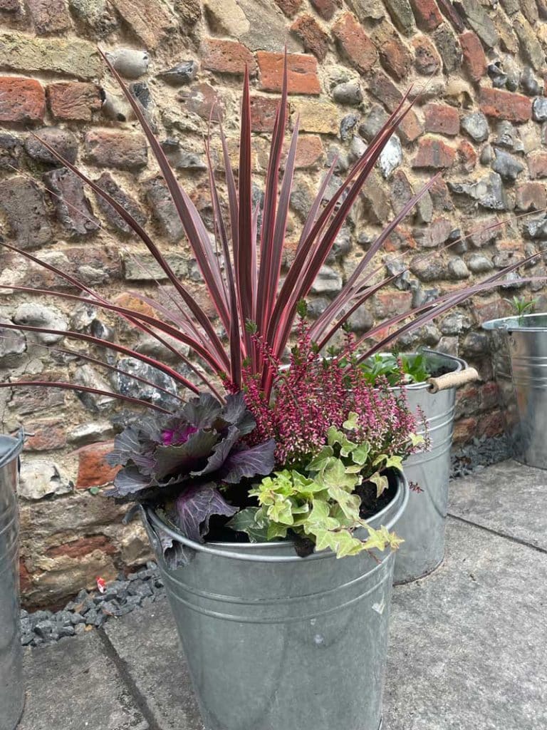 creating winter interest in the garden by using seasonal plants in an unusual container