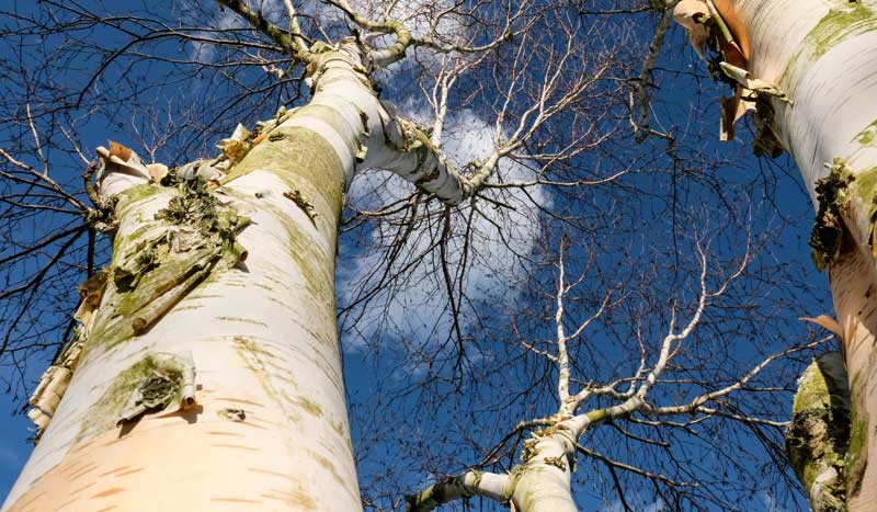 Silver birch trees seen against a bright blue sky. Excellent trees for winter interest in the garden