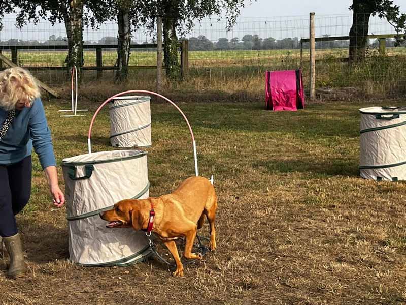 fox red labrador circling a barrel in canine hoopers training session