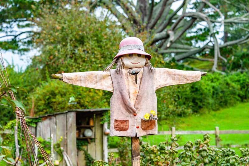 scarecrow to deter garden birds from eating food crops