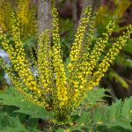 yellow flowers and serrated evergreen leaves of mahonia