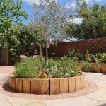 circular raised bed with olive tree