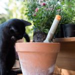 black cat playing with teracotta flower pot and chrysanthemums.