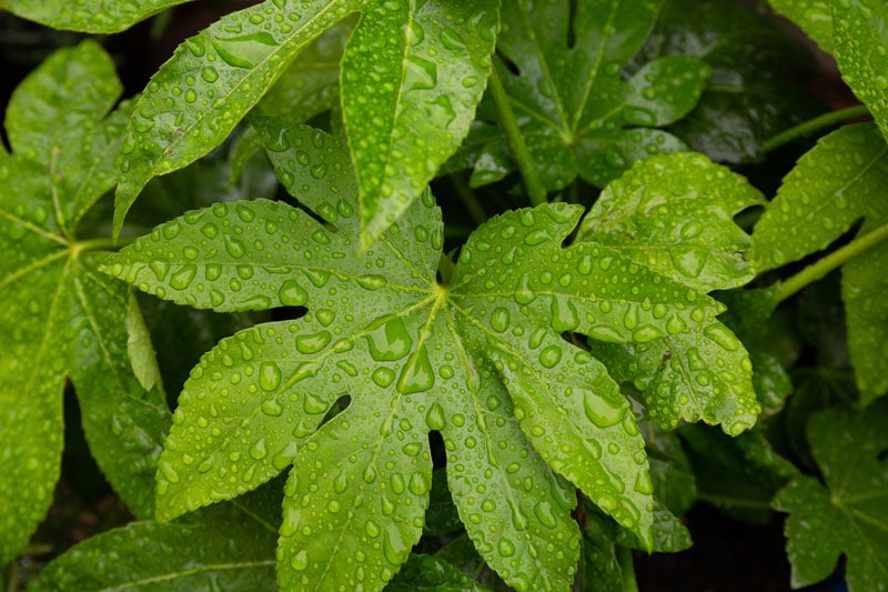 tropical looking castor oil plant with water droplets on palmate leaves