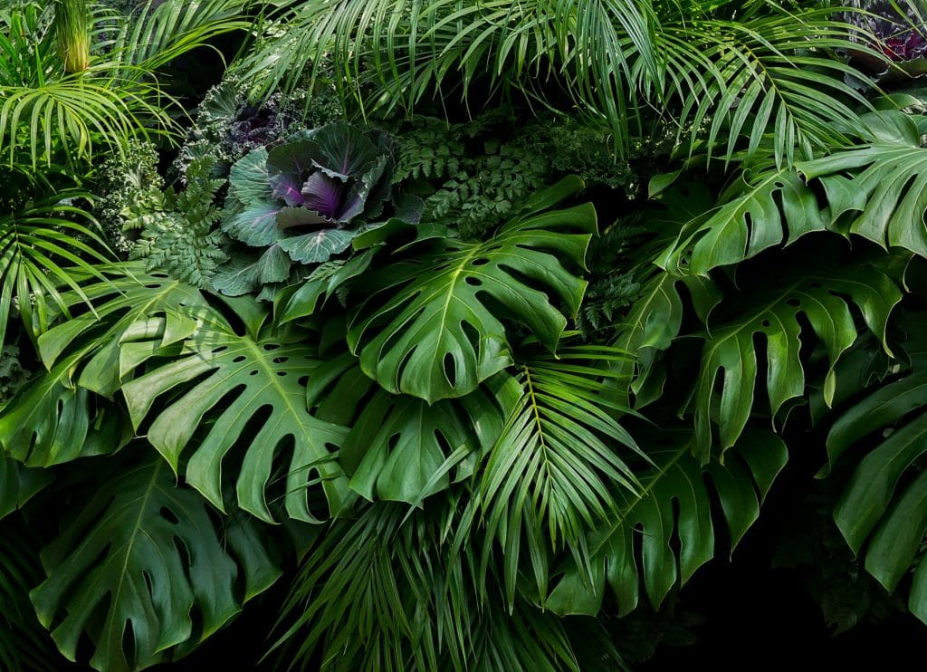 foliage plants for a tropical themed garden