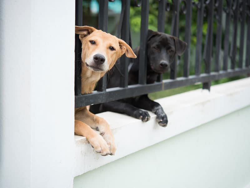 two dogs peeping through metal railings