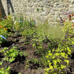 young herbaceous perennials in flower bed