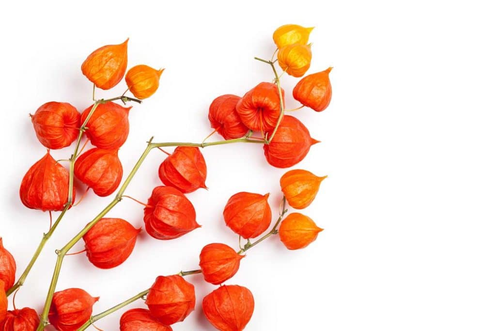 orange fruit of the chinese lantern plant