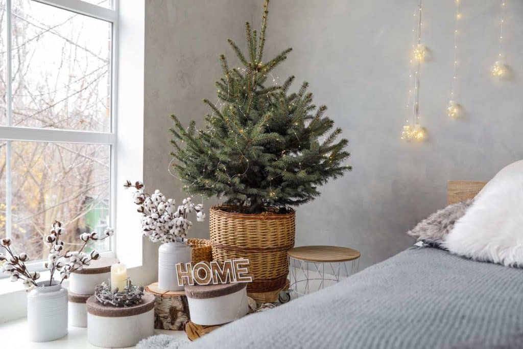 home grown christmas decorations with a christmas tree in a pot