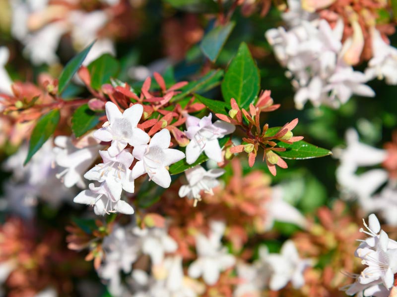 White bell shaped flowers of abulia grandiflora