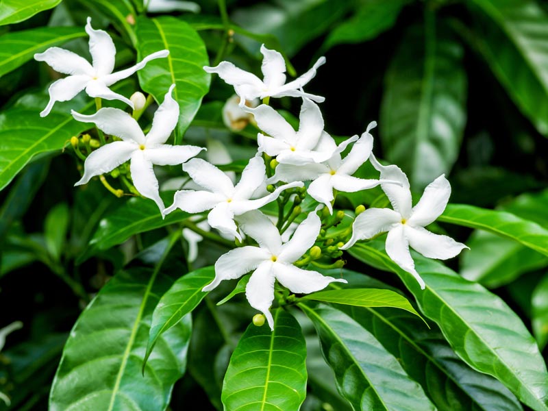 Deep green shiny jasmine leaves with white star shaped flowers