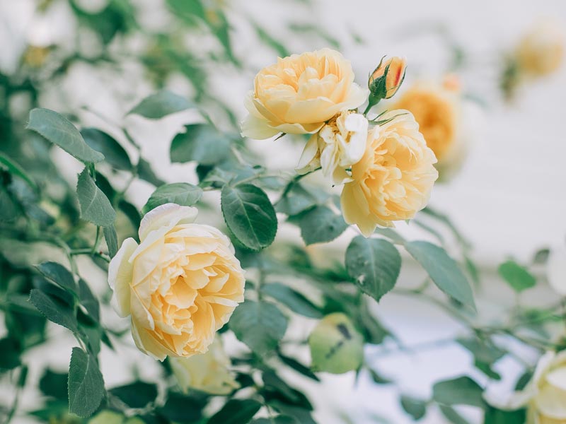 Delicate peach coloured climbing rose with double flowers