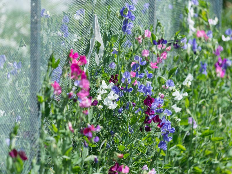 Sweet pea flowers climbing up a netted fence to create a scented garden screen