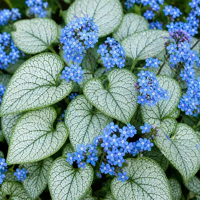 flowering brunnera