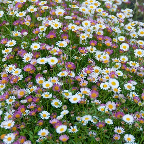 erigeron